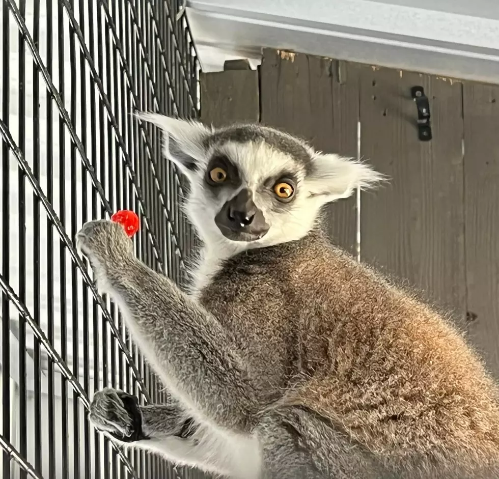 Interact With Exotic Animals With Lubbock&#8217;s Zoo To You