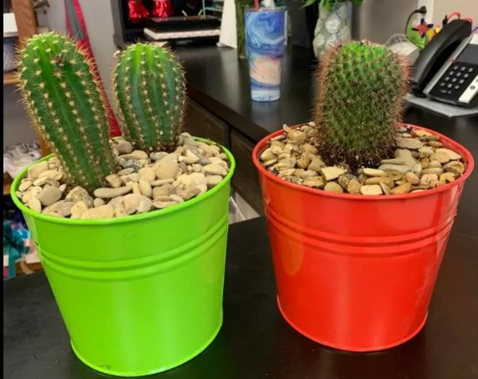 Looking to Buy a Cactus? Here Are 13 Places to Get One in Lubbock &#x1f335;