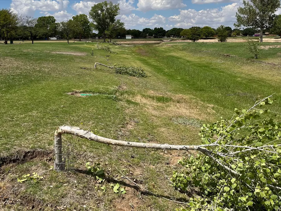 Please Help Find the Vandals Behind Tree Hacking at Lubbock&#8217;s McCullough Park