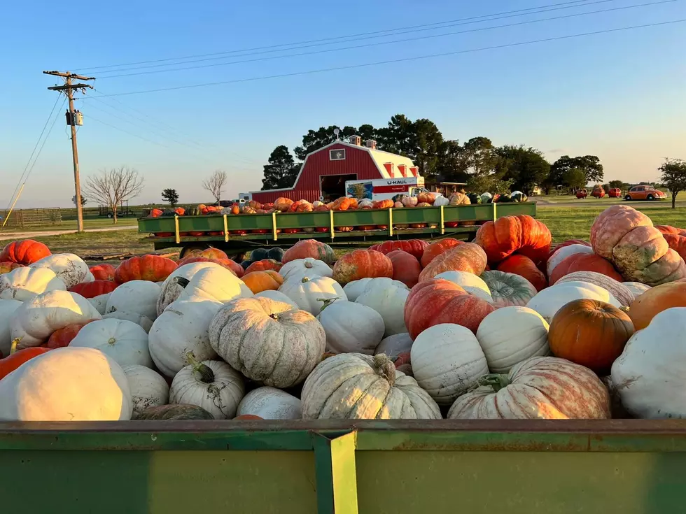 7 Pumpkin Patches To Check Out Around Lubbock in 2023
