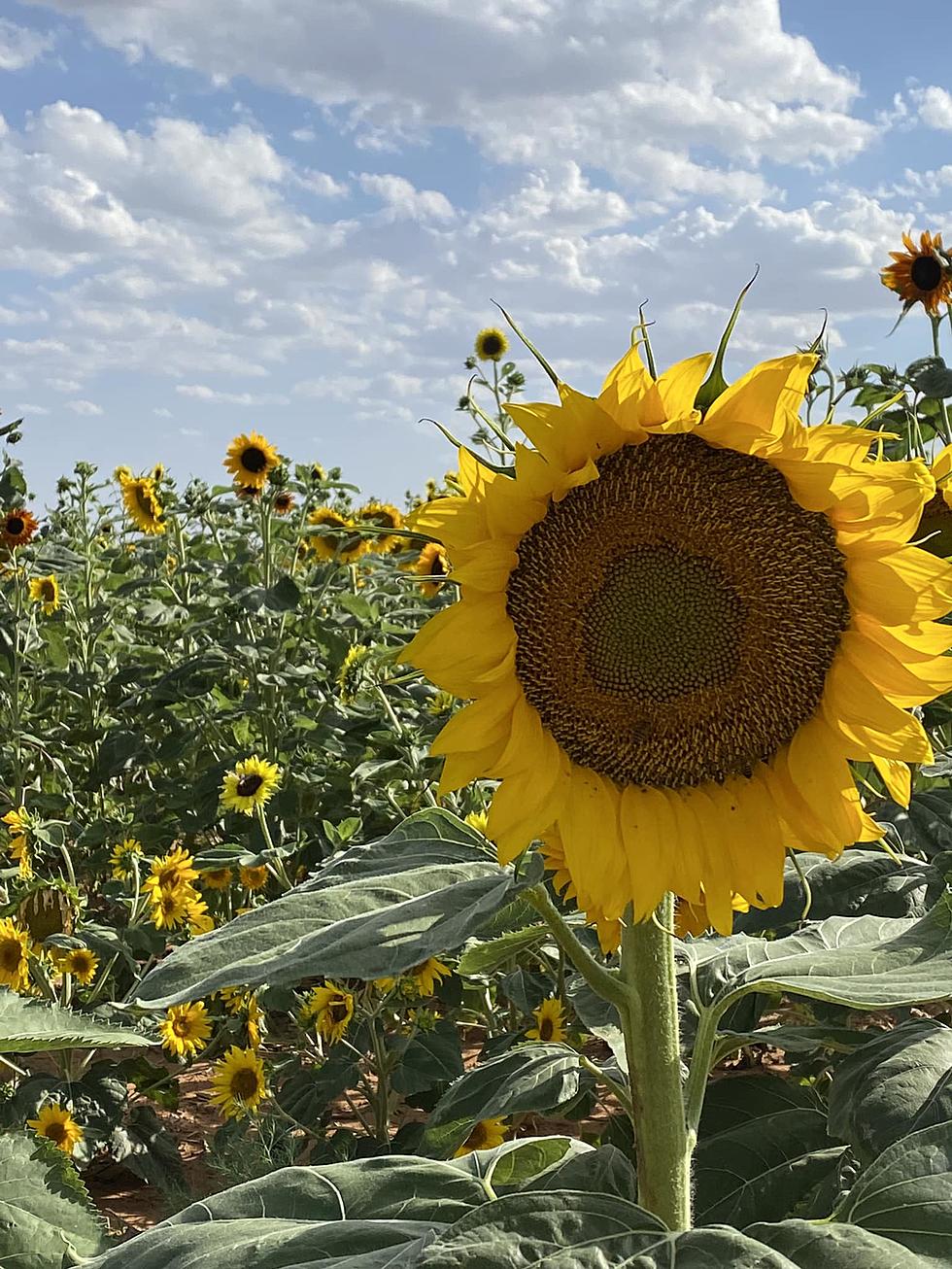 Sunflowers Days Are Coming To This Shallowater Farm