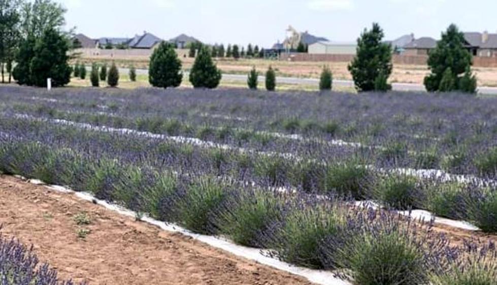 Check Out The Lavender Farm of Shallowater Opening Soon