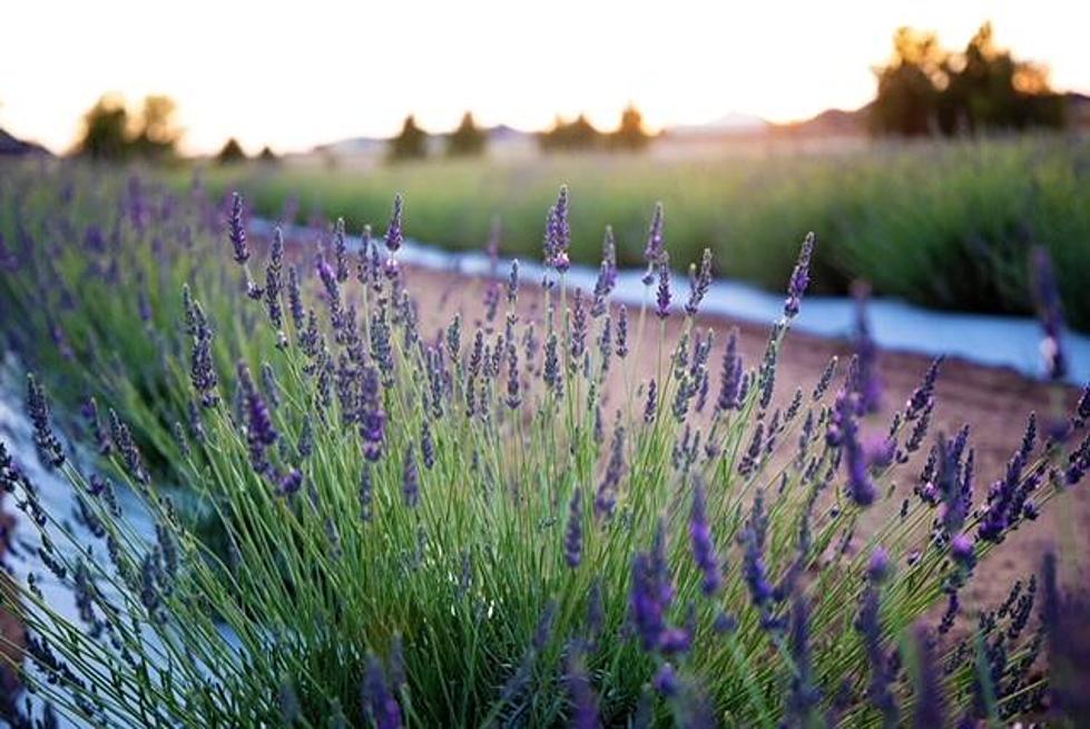 Check Out The Lavender Farm of Shallowater Opening Soon