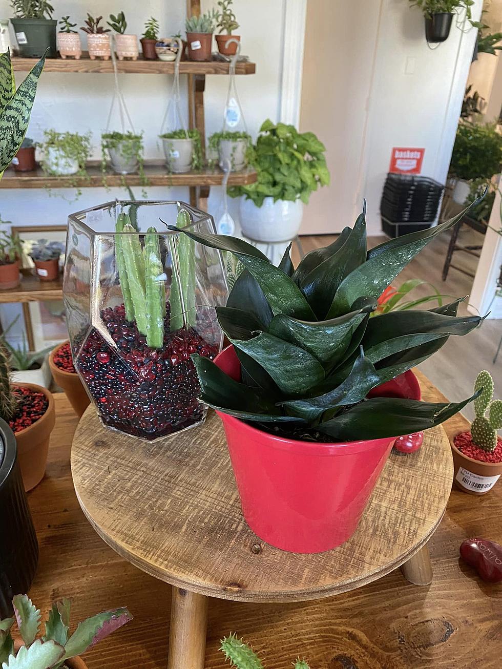 Locally Owned Lubbock Plant Shop Offering Unique Workshops For All Ages