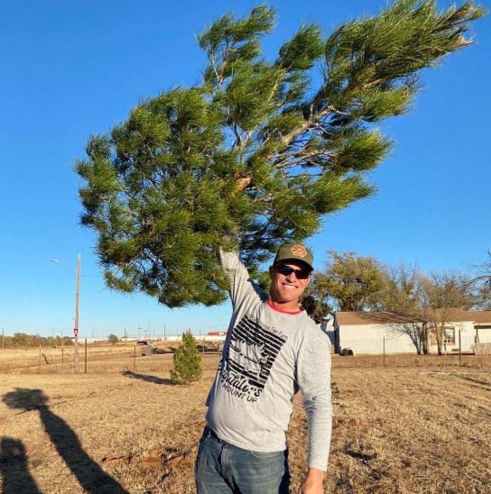 5 Christmas Tree Farms in West Texas 2023 To Check Out