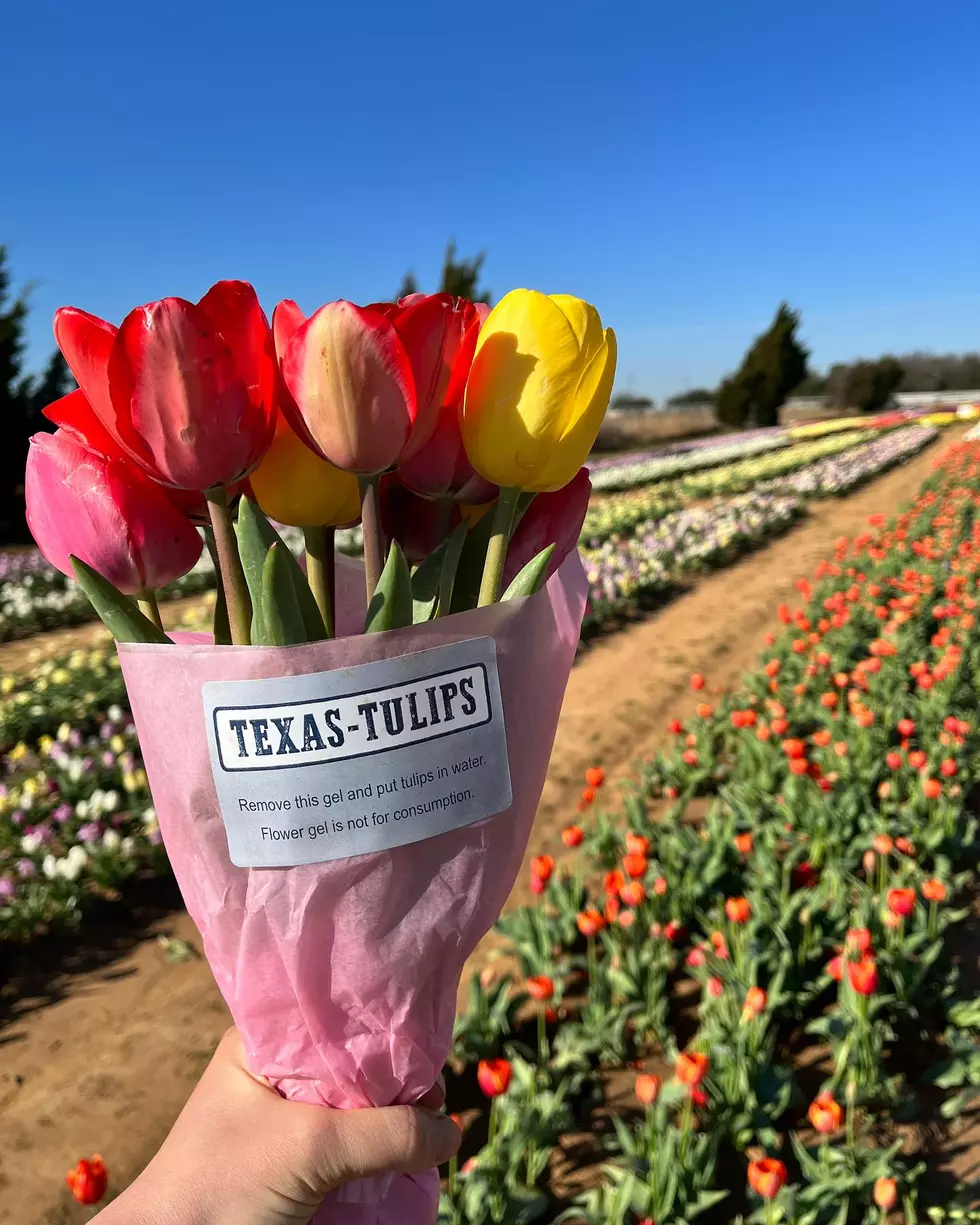 Texas Tulips