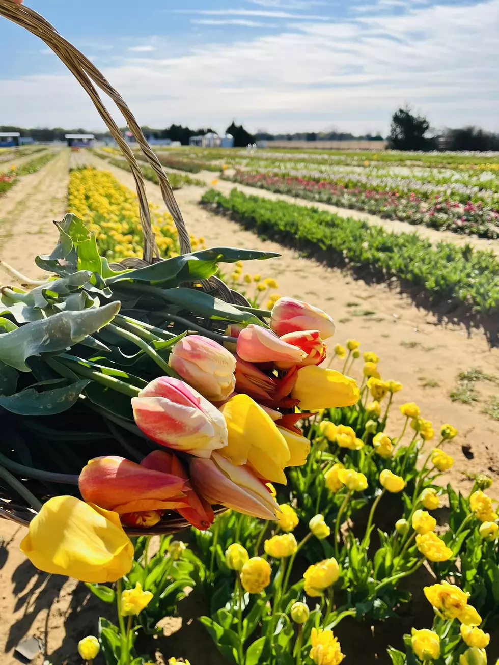 Texas Tulips