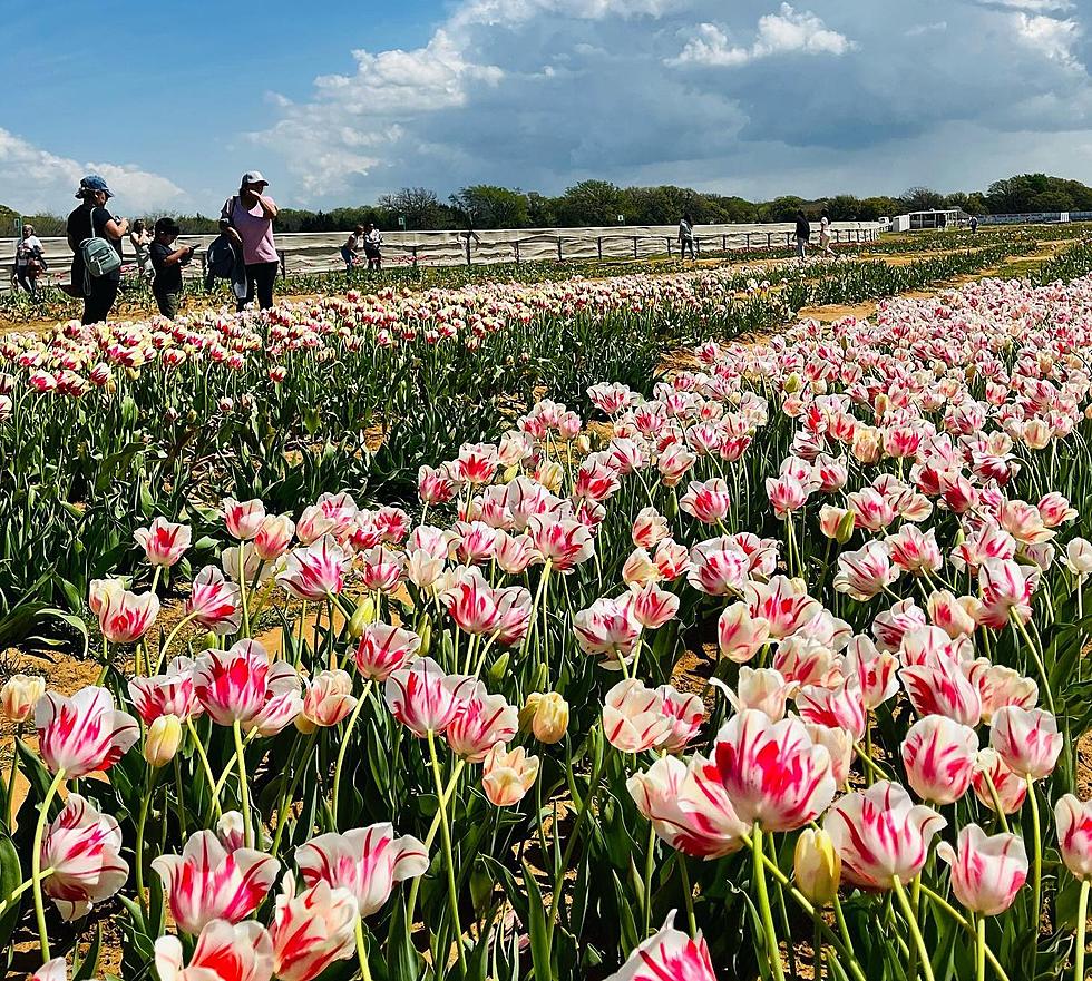 Pick Your Own Tulips At This Iconic Texas Farm & Field