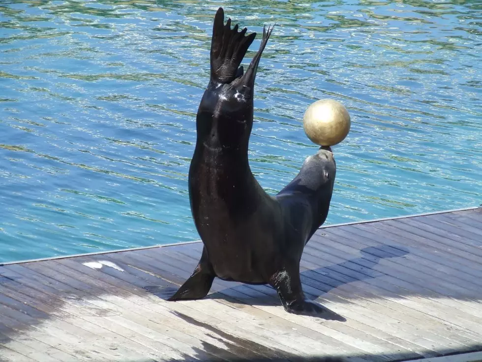 OH MY: Sea Lion Show Coming To Lubbock's Adventure Park