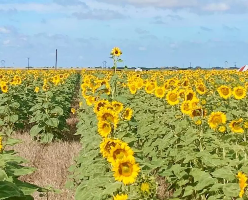 Shallowater Sunflower Days Are Back With 28 Acres Of Fun