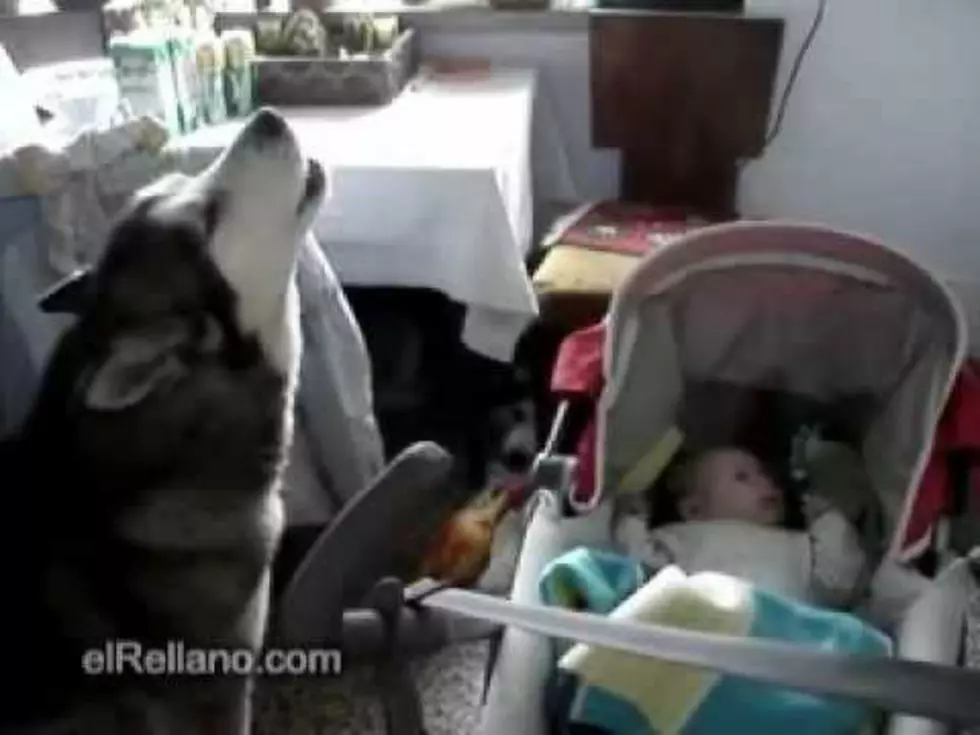 Howling Dog Calms Crying Baby [VIDEO]