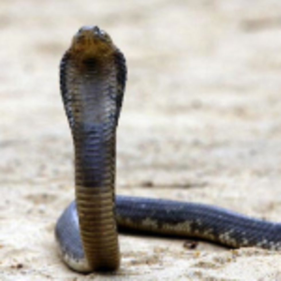 Escaped Bronx Zoo Cobra Captured