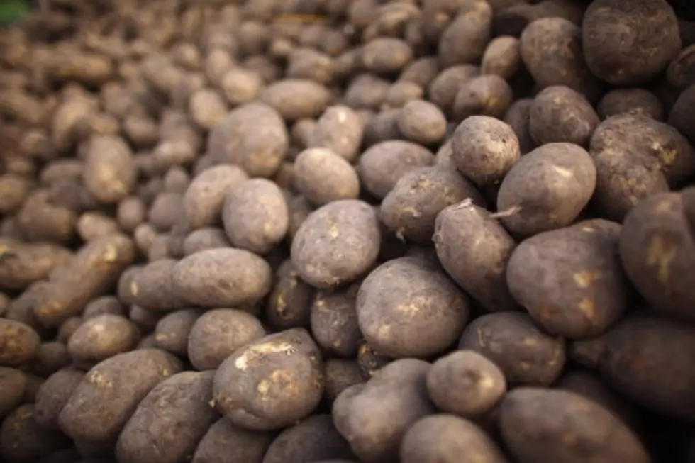 Mika Wyatt on Upcoming Potato Field Day [AUDIO]