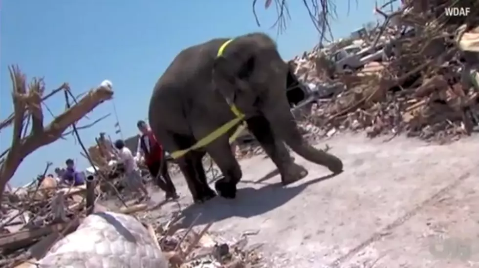 Elephants Help With Joplin Tornado Cleanup [VIDEO]