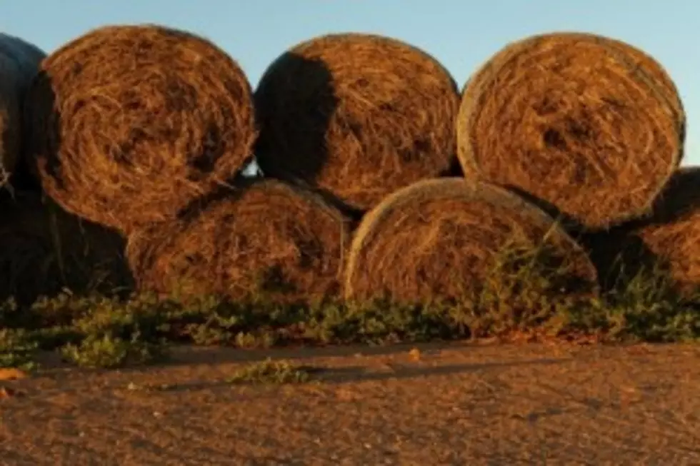 Texas Agriculture Commissioner Announces Updates to Hay Hotline