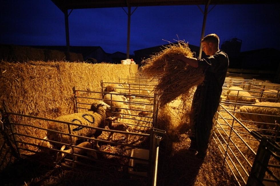 Texas Agriculture Commissioner Announces Updates to Hay Hotline