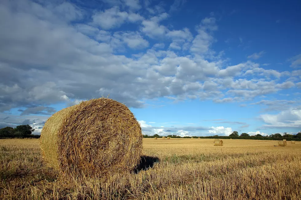 USDA Allows Haying of CRP Lovegrass, Bluestem, and Klein Grass With Approval