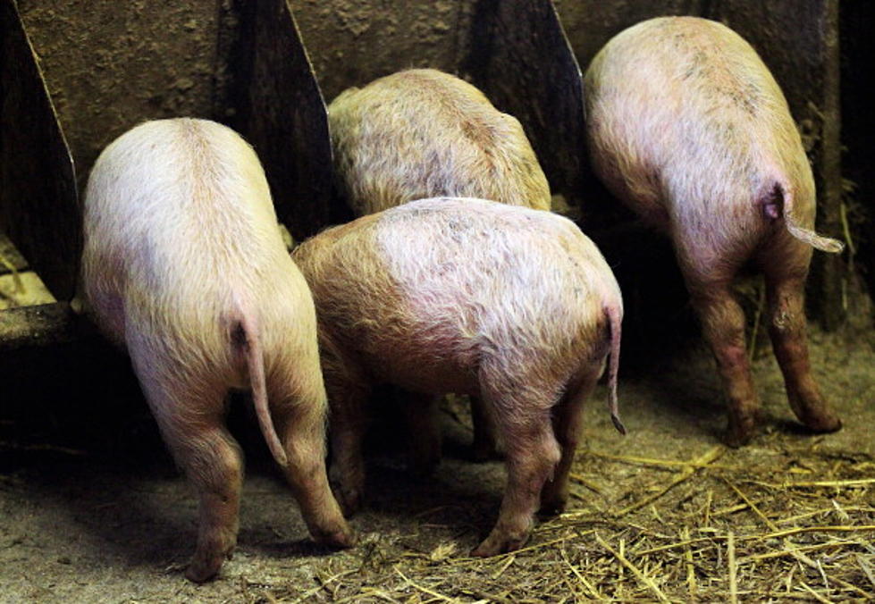 Texas Tech Research Could Save Millions for Swine Industry