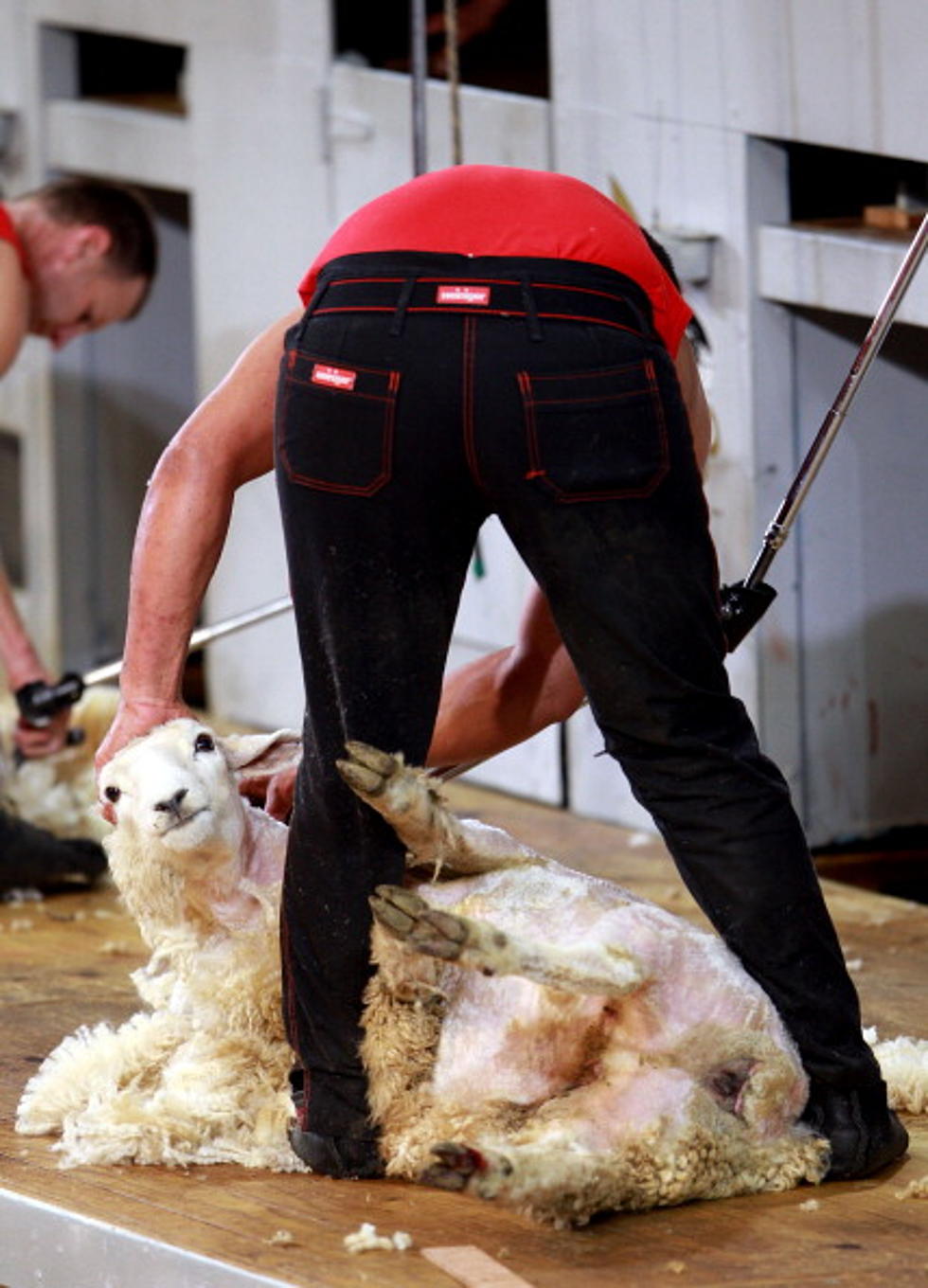 Texas Tech Meat, Livestock, and Wool Judging Teams Sweep Houston Livestock Show