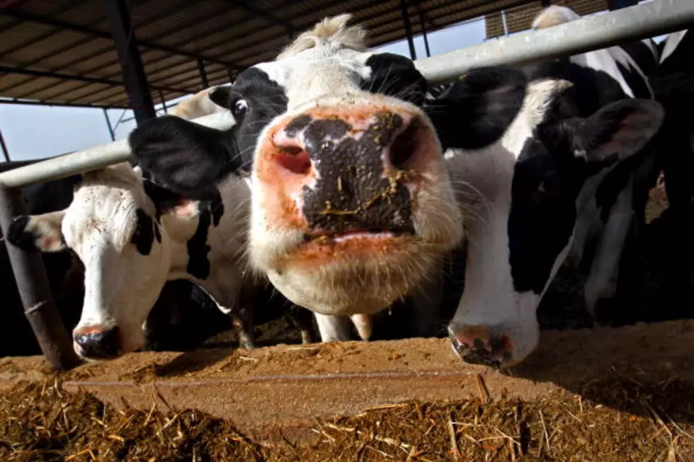 USDA Extends Deadline for Margin Protection Program for Dairy