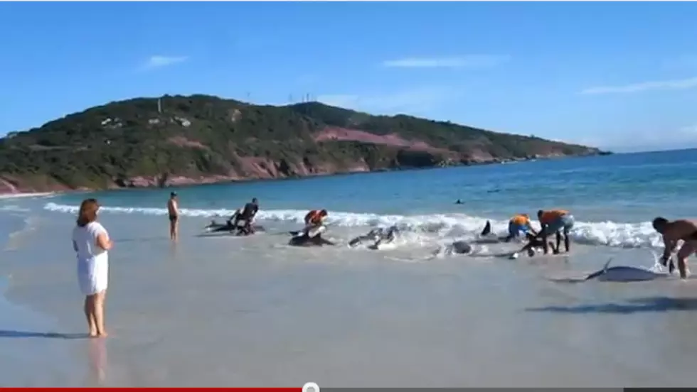 30 Dolphins Become Stranded on the Beach, Saved By Beach Goers [VIDEO]