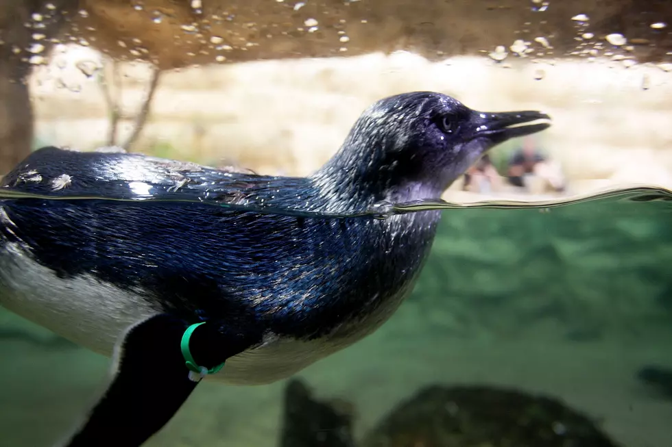 Thieves Steal Penguin and Swim With Dolphins