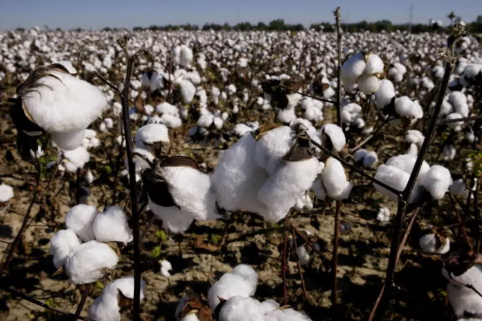 Cotton Acreage Down on Regional, State, and National Level