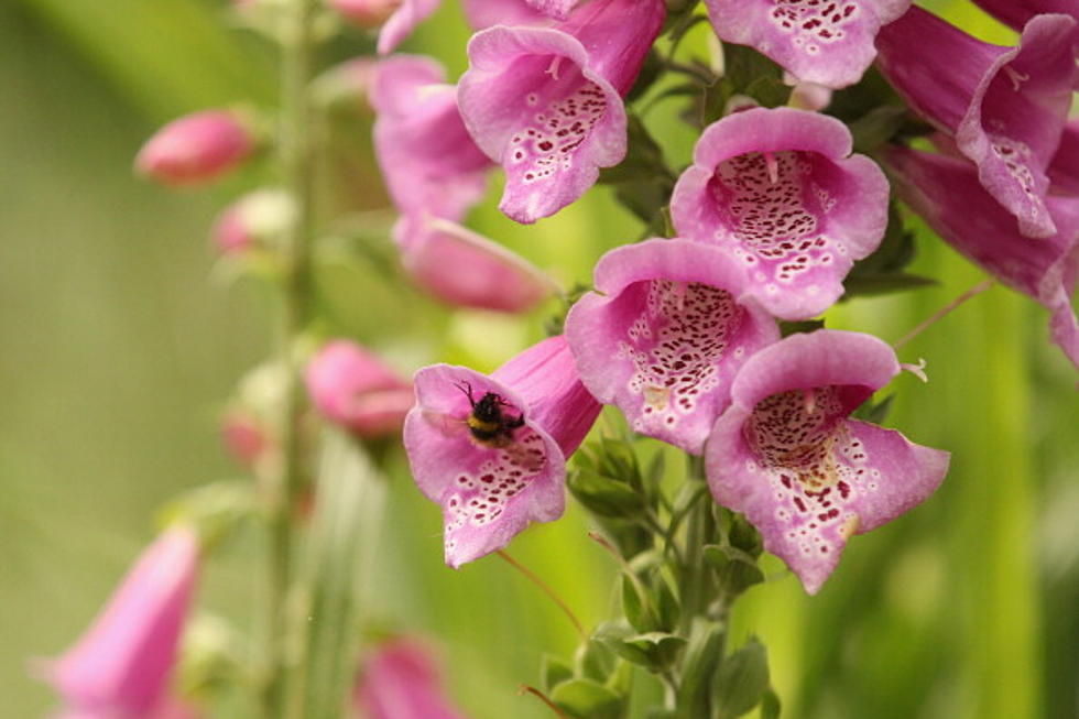 USDA Farm Service Agency Announces Pollinator Habitats in Conservation Reserve Program