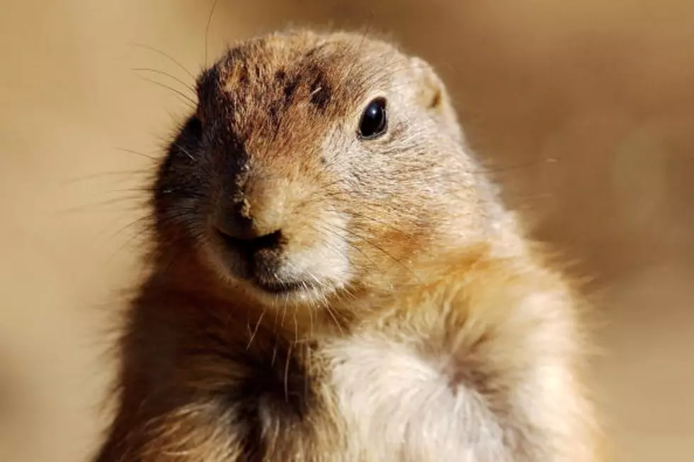 Poisoning of a Rare Prairie Dog Breed in Lubbock Brings Anger by Activists