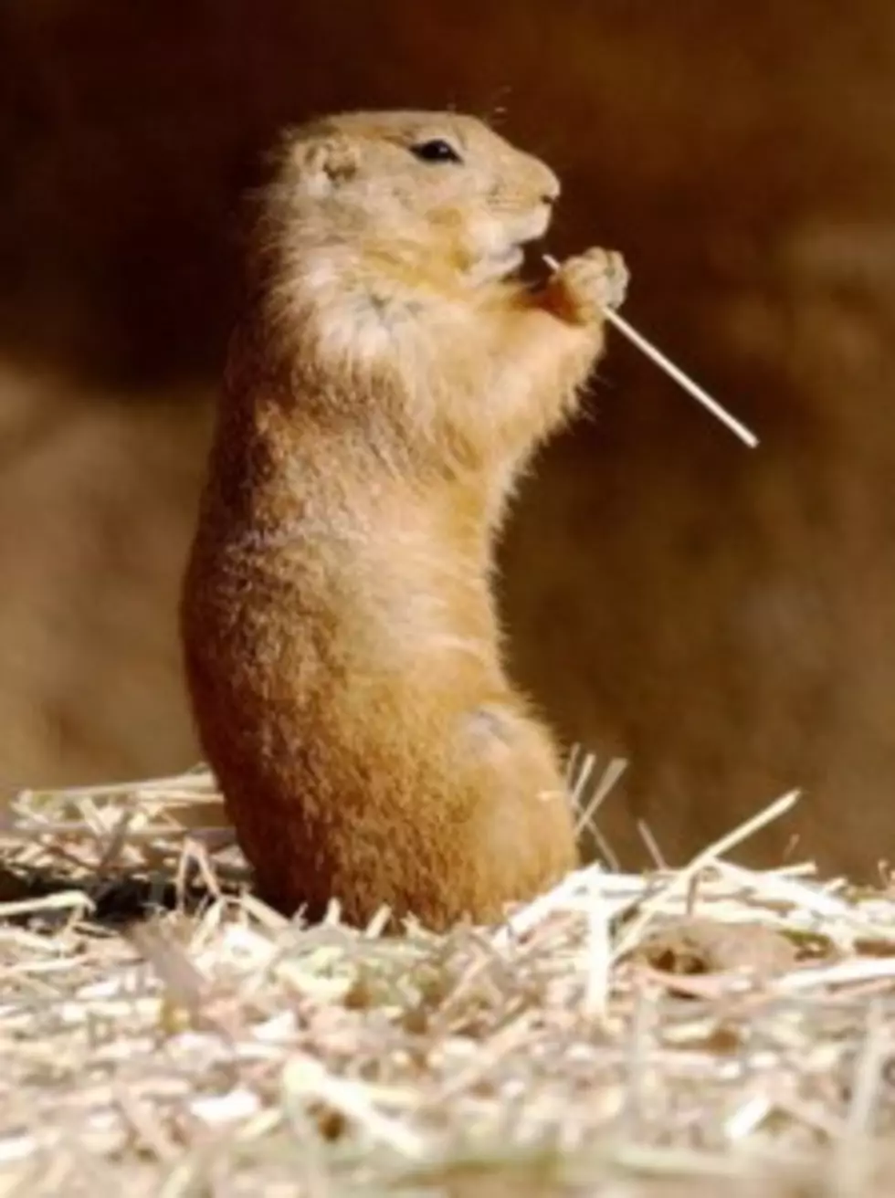 Poisoning of a Rare Prairie Dog Breed in Lubbock Brings Anger by Activists