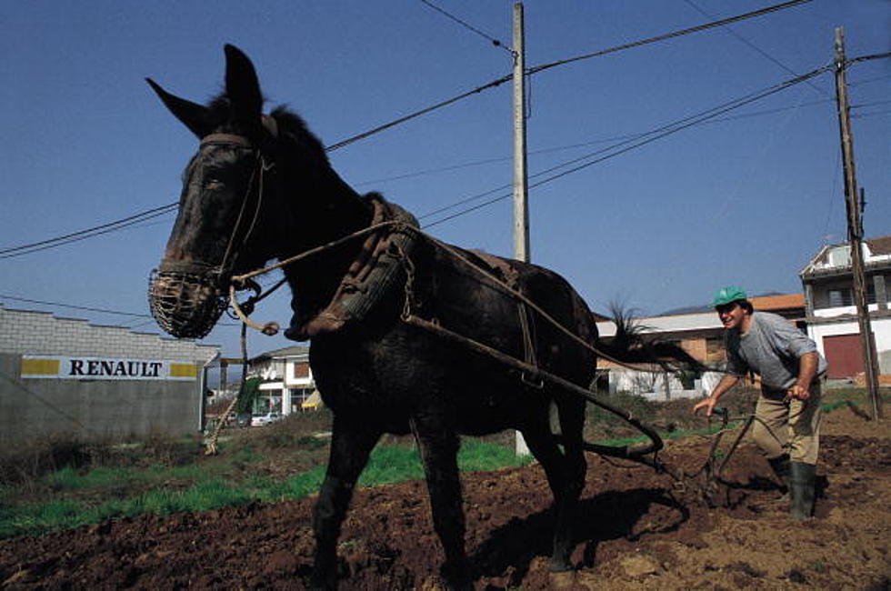 Mules Euthanized for Lubbock Museum Exhibit, Activists Speak Out