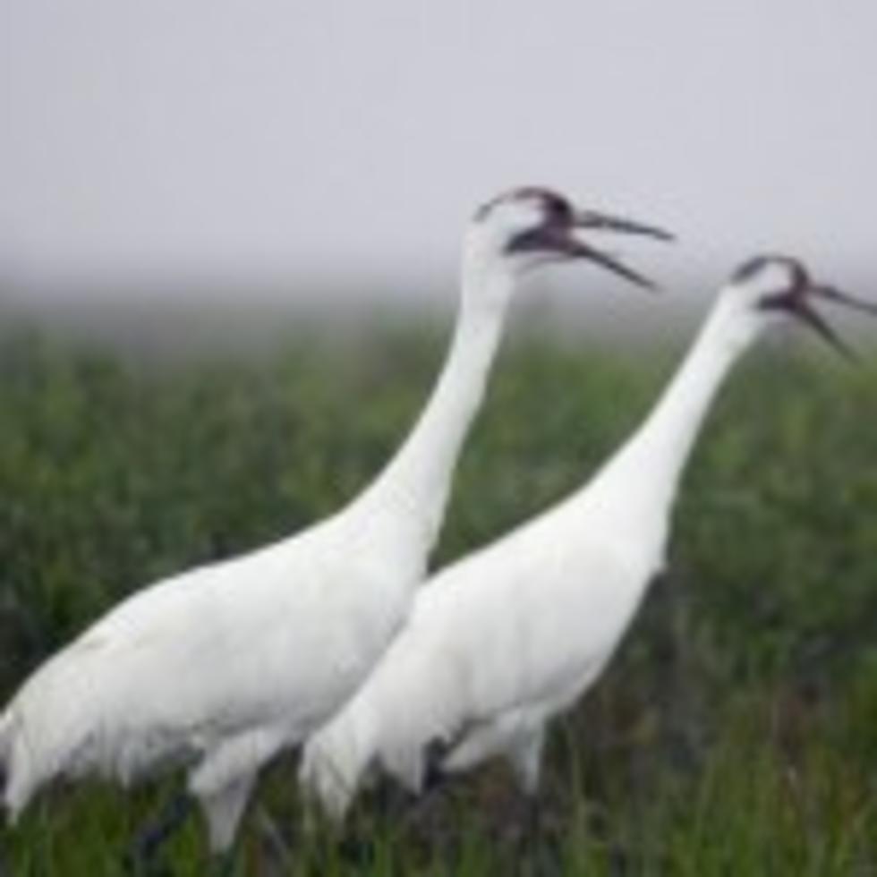 Whooping Crane Migration Back to Canada Underway