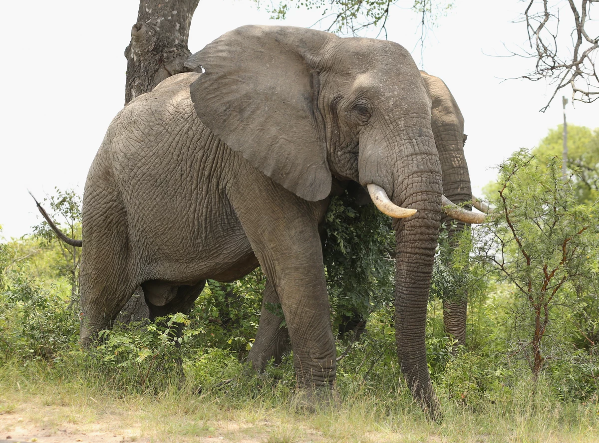 Elephants are big cats. Национальный парк Крюгера, Южная Африка слоны. Саванный слон. Азиатский слон. Азия слониха.