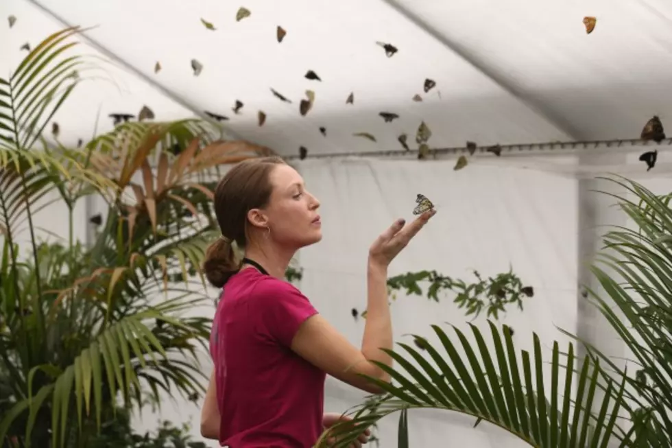 Lubbock Arboretum To Host 3rd Annual Butterfly And Ladybug Release [AUDIO]