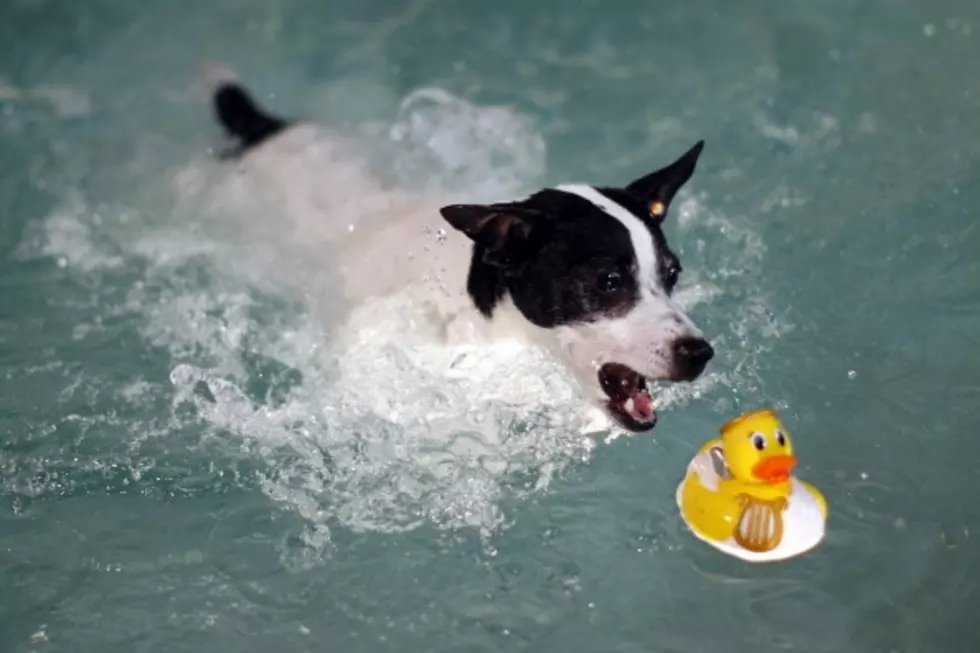 Lubbock Parks And Recreation to Host Annual K-9 Splashfest This Weekend [AUDIO]