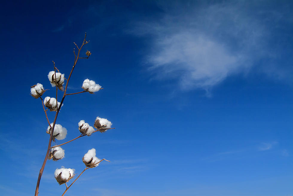 Plains Cotton Growers’ Annual Meeting Details
