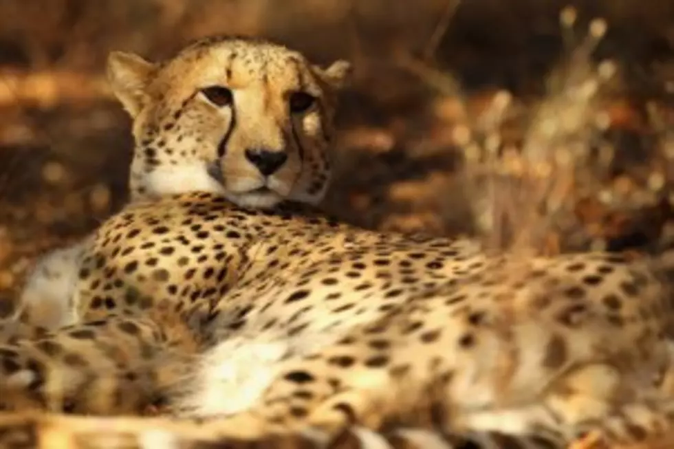 Two-Year-Old Boy Falls Into Cheetah Pit After Mom Dangles Him Over Railing