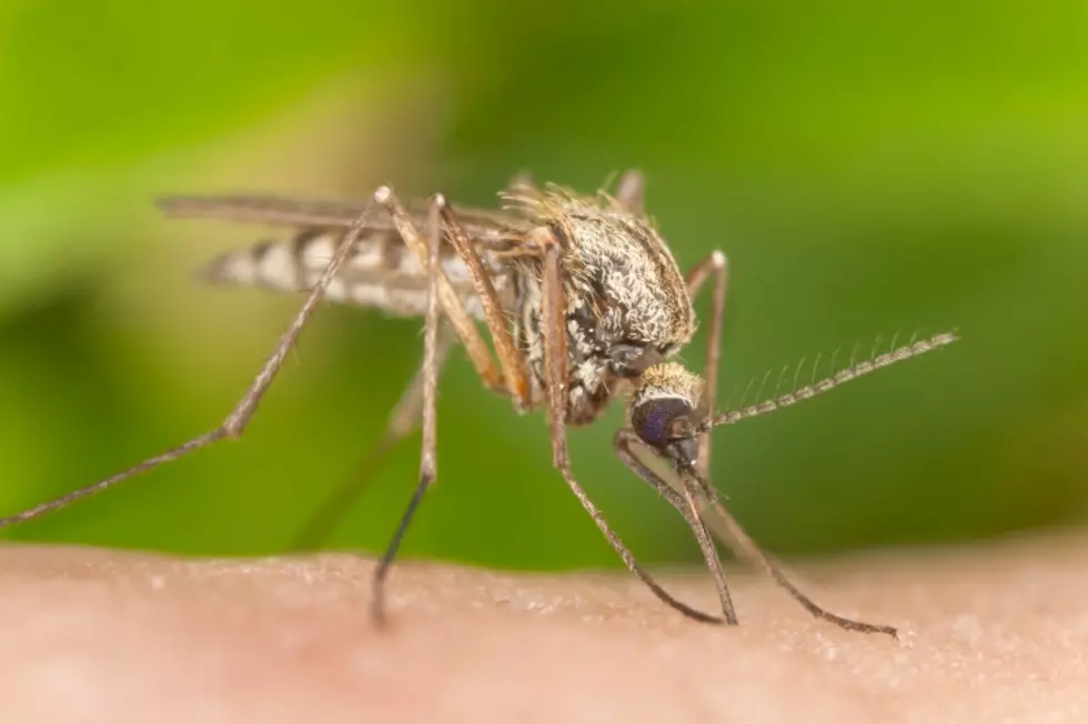 Lubbock Sees its First West Nile Virus Infected Mosquitoes of the Year