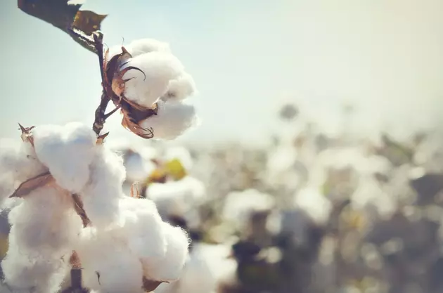 AgriLife Extension Welcomes Cotton Growers for Free Marketing Meetings