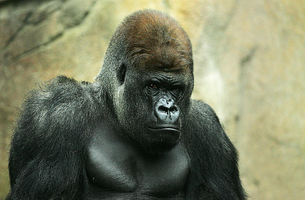 Were Cincinnati Zoo Officials Right in Shooting Harambe the Gorilla? [POLL]