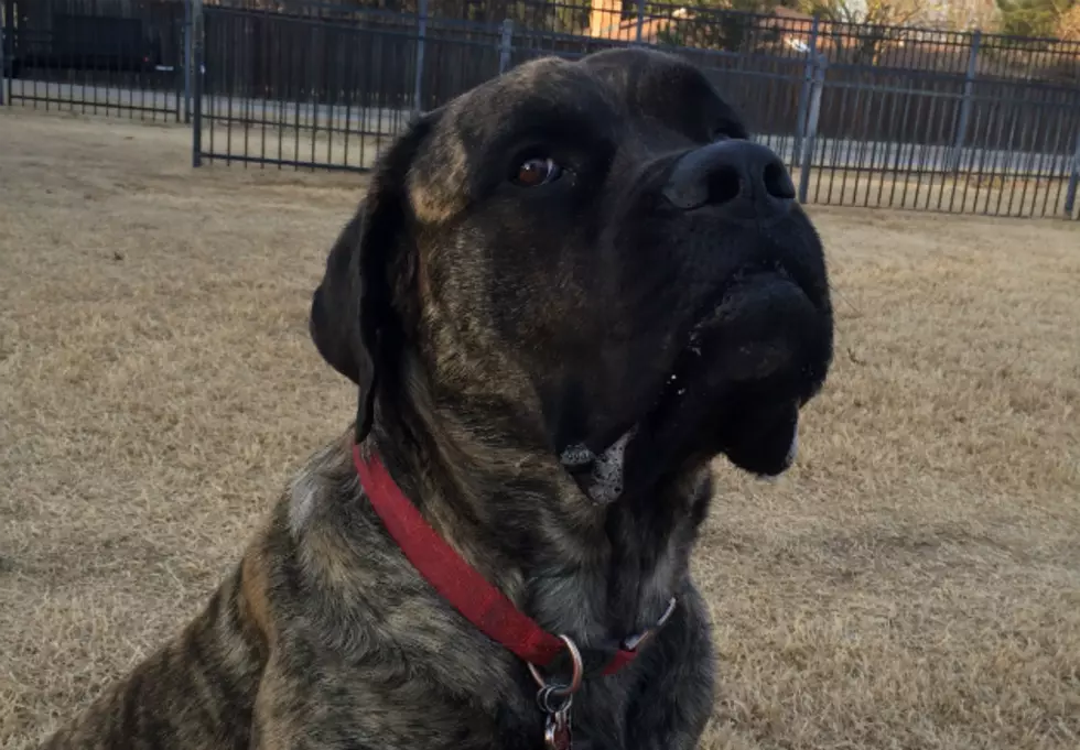 Best Lubbock Dog Revealed