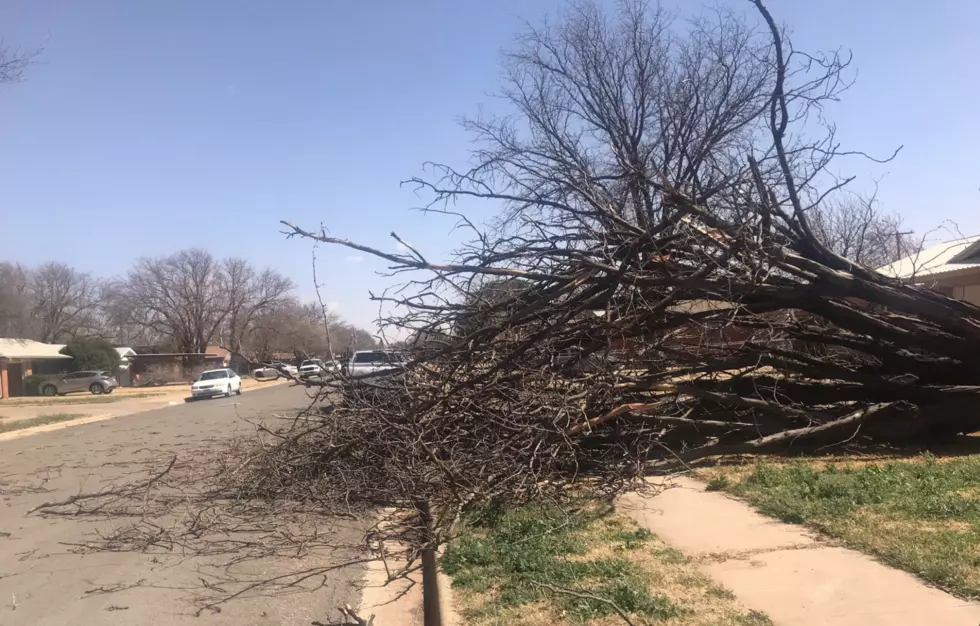 Wind Topples Gigantic Tree in Lubbock [Photo]