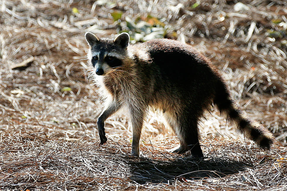 Raccoon With Rabies Located in Lubbock County