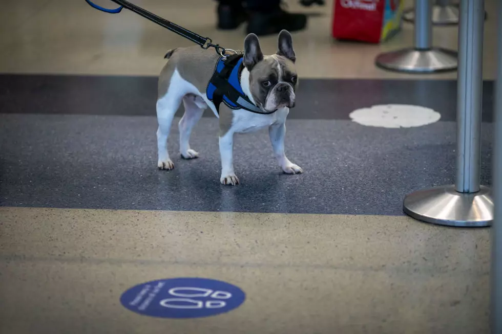 No, You Can&#8217;t Purchase Or Ship A Dog From The Lubbock Airport