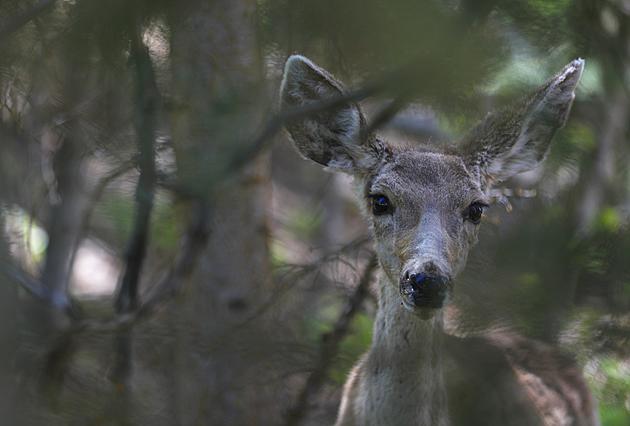 Chronic Wasting Disease Discovered in Deer in Lubbock County