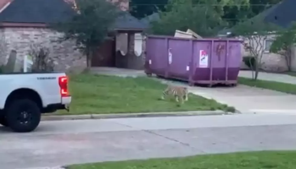 There’s a Tiger and Suspected Murderer Driving Around Texas Together