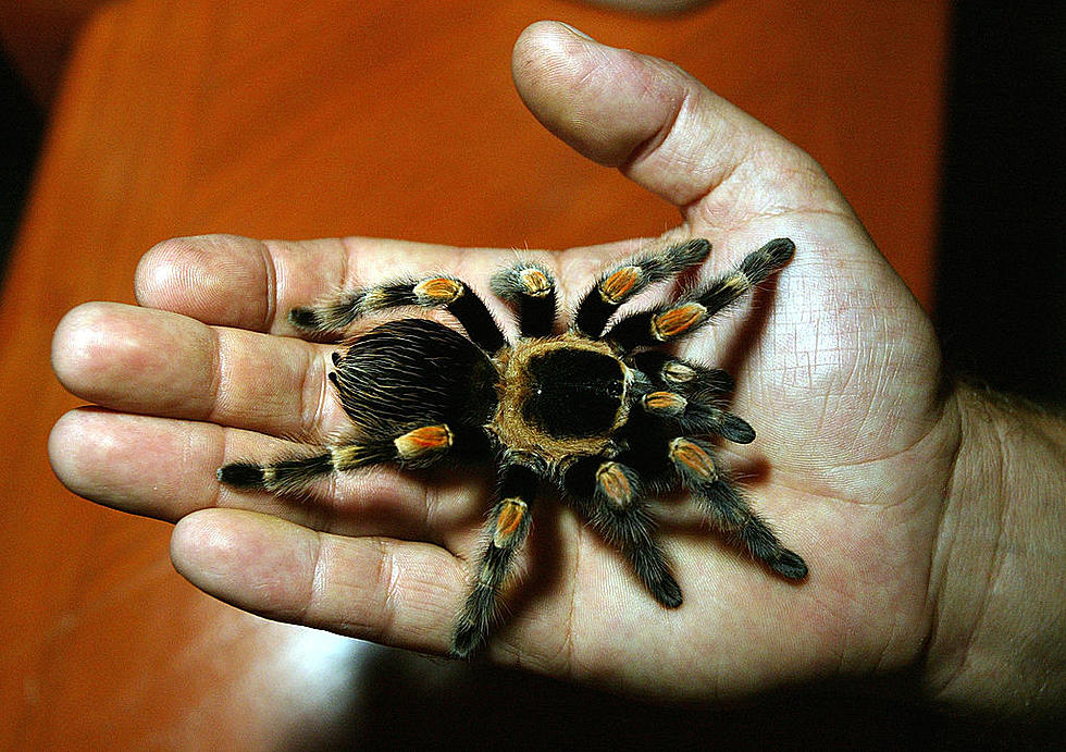 Why Would Anyone In Lubbock Shoplift A Spider?