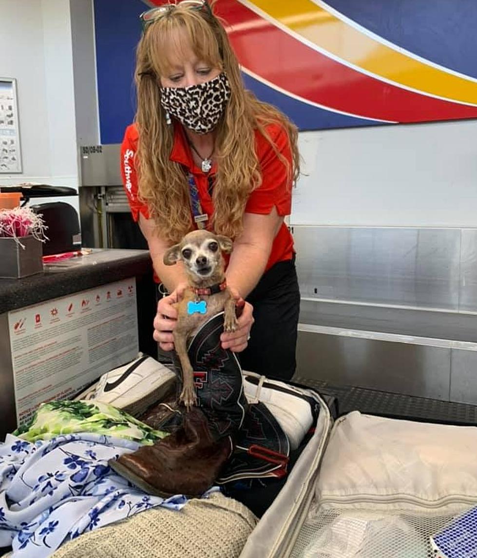 Lubbock Couple Finds Pet Dog Inside Overweight Luggage Before Trip