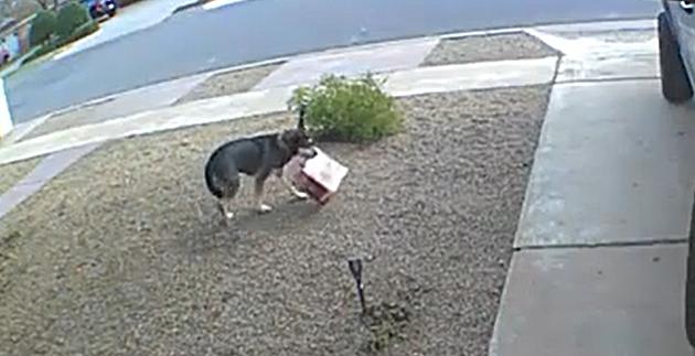 Lubbock Pooch Pirate Steals Package of Milk Bones from Neighbor&#8217;s House [VIDEO]