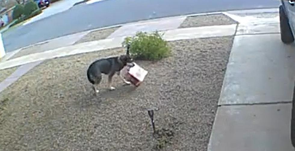 Lubbock Pooch Pirate Steals Package of Milk Bones from Neighbor’s House [VIDEO]